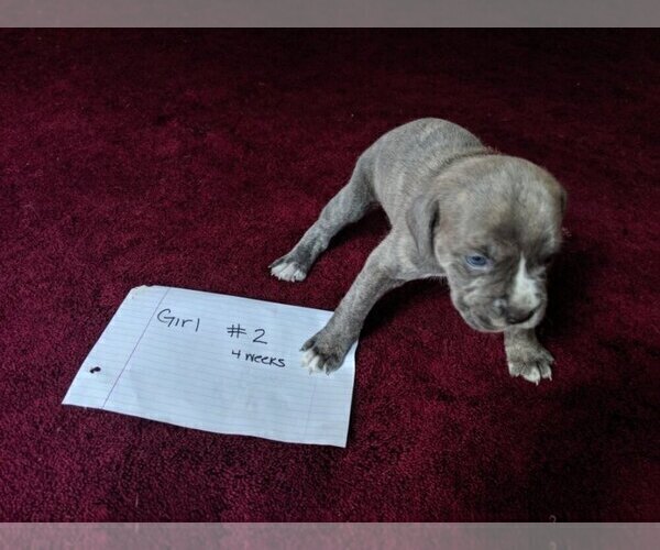 Medium Photo #2 Boxer-Cane Corso Mix Puppy For Sale in CONTOOCOOK, NH, USA