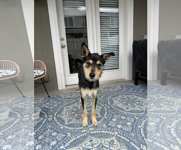 Medium Photo #2 Mutt Puppy For Sale in Sandy, UT, USA