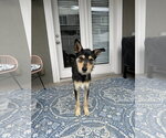 Small Photo #2 Mutt Puppy For Sale in Sandy, UT, USA