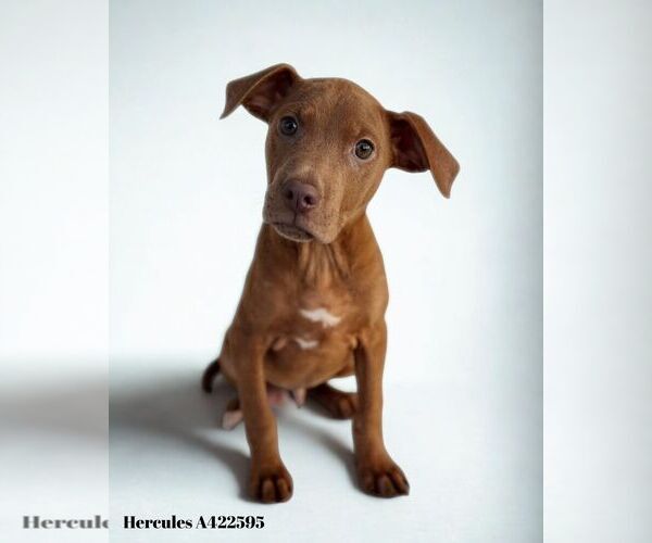 Medium Photo #1 Doberman Pinscher-Unknown Mix Puppy For Sale in Conroe, TX, USA
