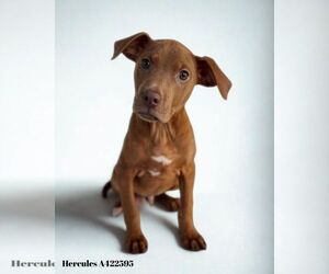 Doberman Pinscher-Unknown Mix Dogs for adoption in Conroe, TX, USA