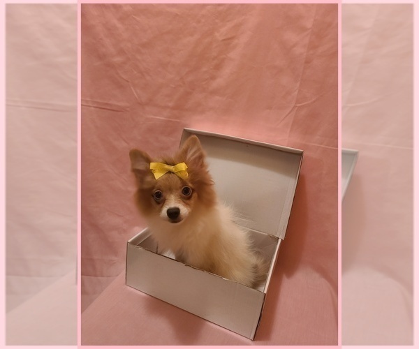 Medium Photo #4 Pomeranian Puppy For Sale in CLARKSVILLE, TN, USA