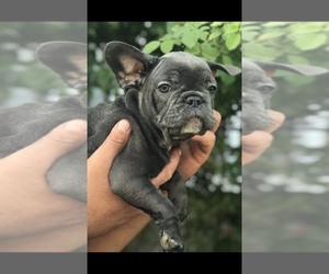 French Bulldog Puppy for sale in MILLVILLE, MA, USA
