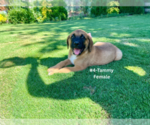 Small #15 American Mastiff-Saint Bernard Mix