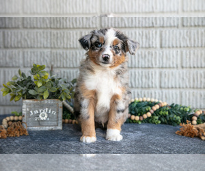 Miniature Australian Shepherd Litter for sale in BALTIC, OH, USA