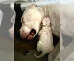 Small Photo #4 Dogo Argentino Puppy For Sale in BROOMALL, PA, USA