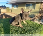 Small #4 French Bulldog