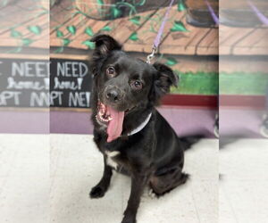 Chow Chow-Retriever Mix Dogs for adoption in Euless, TX, USA