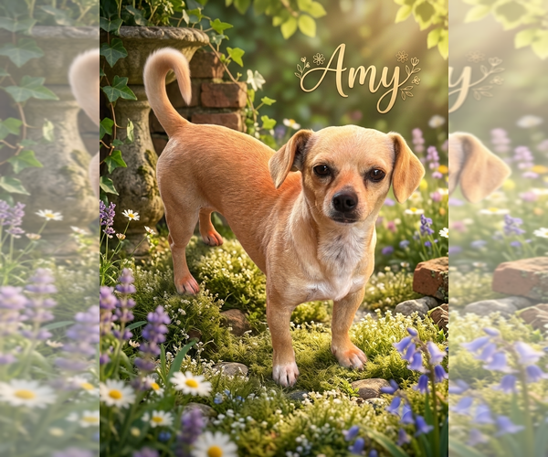 Medium Photo #1 Chihuahua Puppy For Sale in Menifee, CA, USA