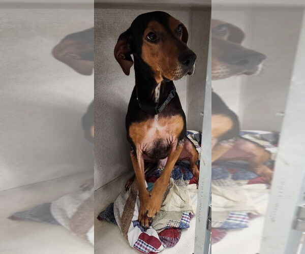 Medium Photo #8 Mutt Puppy For Sale in Doylestown, PA, USA