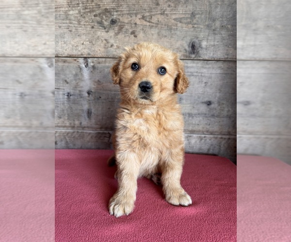 Medium Photo #1 Golden Retriever Puppy For Sale in VERMONTVILLE, MI, USA