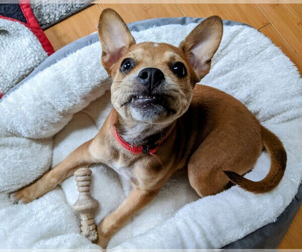 Medium Photo #31 Boston Terrier-Unknown Mix Puppy For Sale in Shermans Dale, PA, USA
