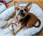 Small #30 Boston Terrier Mix