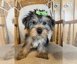 Small Photo #10 Yorkshire Terrier Puppy For Sale in LANCASTER, MO, USA
