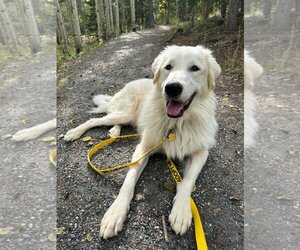 Great Pyrenees-Unknown Mix Dogs for adoption in Winter Park, CO, USA