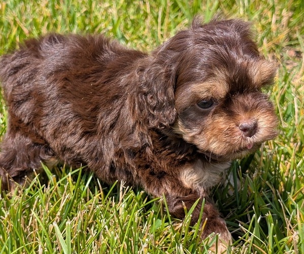 Medium Photo #4 Cock-A-Poo Puppy For Sale in GOSHEN, IN, USA