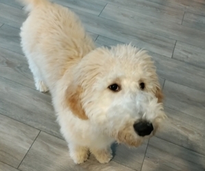 Goldendoodle Puppy for sale in CYPRESS, TX, USA