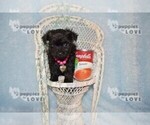 Small Photo #5 Poodle (Toy)-Yorkshire Terrier Mix Puppy For Sale in SANGER, TX, USA