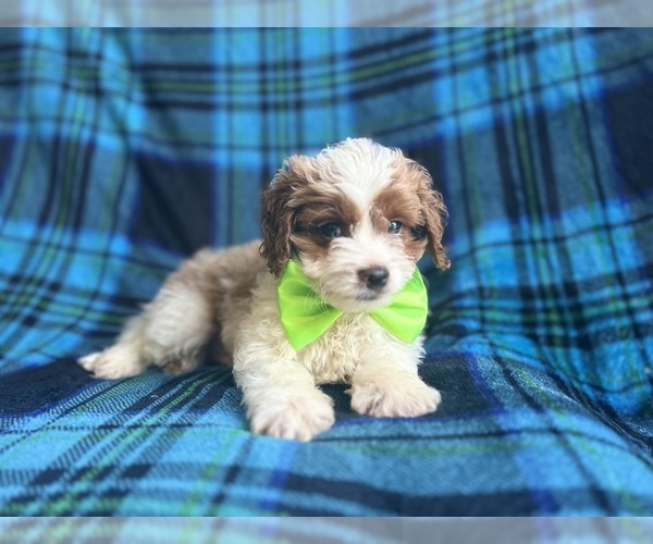 Medium Photo #6 Cavapoo Puppy For Sale in LAKELAND, FL, USA