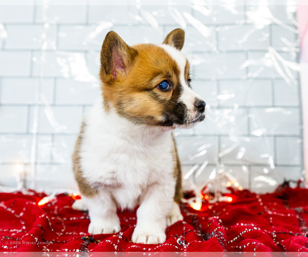 Medium Photo #16 Cardigan Welsh Corgi Puppy For Sale in WAKARUSA, IN, USA