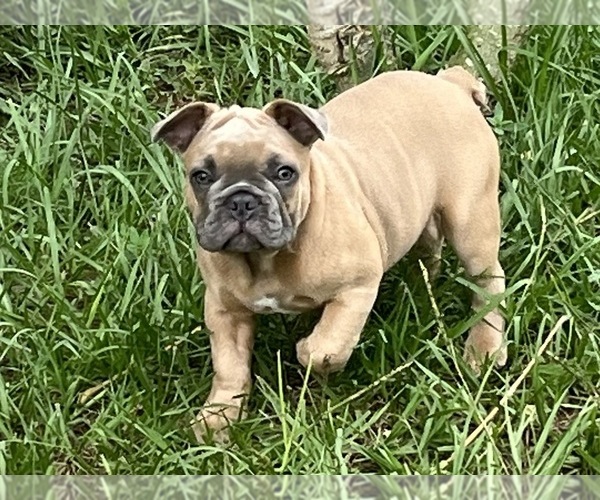 Medium Photo #2 French Bulldog Puppy For Sale in SEBRING, FL, USA