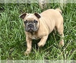 Small #1 French Bulldog