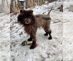 Small #2 Chow Chow