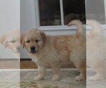 Small Photo #14 English Cream Golden Retriever Puppy For Sale in MECHANICSVILLE, MD, USA