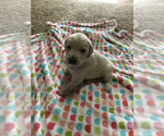 Small Photo #2 Dachshund Puppy For Sale in DALLAS, GA, USA