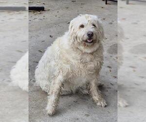 Labrador Retriever-Unknown Mix Dogs for adoption in San Antonio, TX, USA