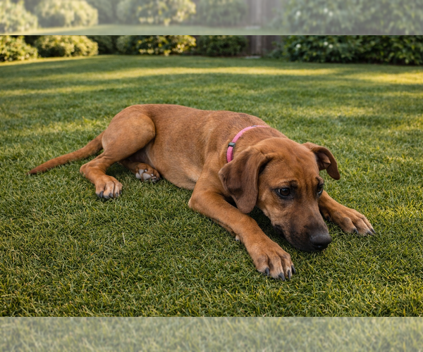 Medium Photo #18 Rhodesian Ridgeback Puppy For Sale in HIGHLANDS, TX, USA