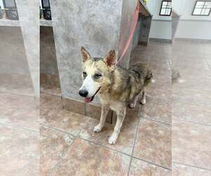 Siberian Husky Dogs for adoption in Carrollton, TX, USA