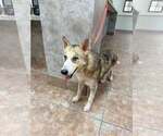 Small Siberian Husky