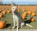 Small Photo #2 Siberian Husky-Unknown Mix Puppy For Sale in Royal Palm Beach, FL, USA