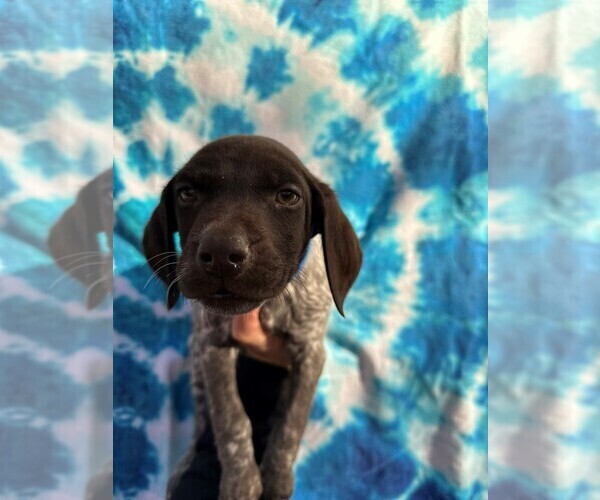 Medium Photo #1 German Shorthaired Pointer Puppy For Sale in GREENVILLE, SC, USA