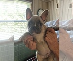Small Photo #2 French Bulldog Puppy For Sale in KANSAS CITY, MO, USA