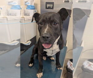 Mutt Dogs for adoption in Mobile, AL, USA