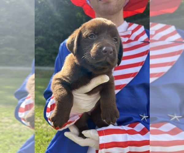 Medium Photo #2 Labrador Retriever Puppy For Sale in NEOLA, WV, USA