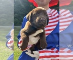 Small #1 Labrador Retriever