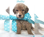 Small Photo #39 Goldendoodle Puppy For Sale in DEMOPOLIS, AL, USA