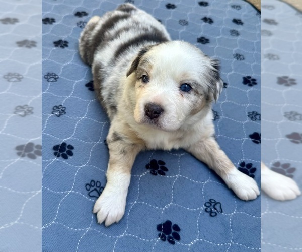 Medium Photo #2 Australian Shepherd Puppy For Sale in SALISBURY, NC, USA