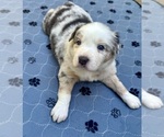 Small #1 Australian Shepherd