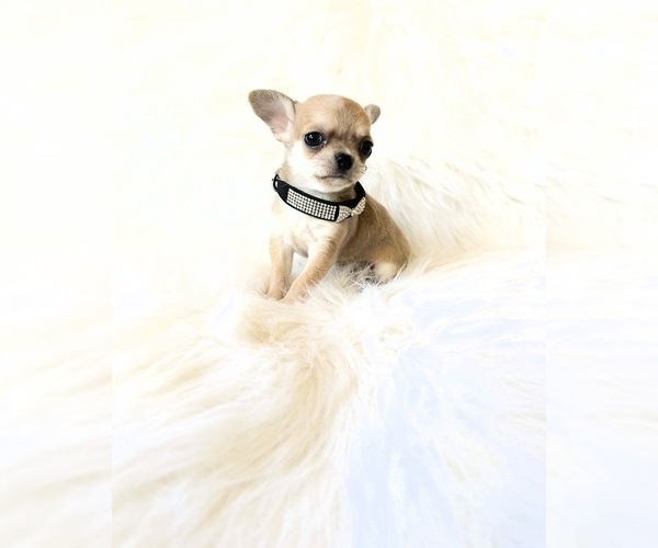 Medium Photo #1 Chihuahua Puppy For Sale in SACRAMENTO, CA, USA