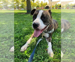 American Staffordshire Terrier Dogs for adoption in Lawrenceville, NJ, USA