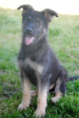 German Shepherd Dog Puppy for sale in SIMPSONVILLE, SC, USA