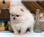 Small Photo #9 Pomeranian Puppy For Sale in SEATTLE, WA, USA
