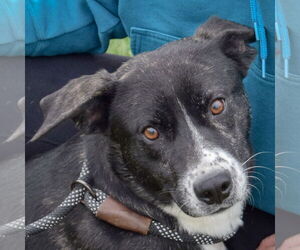 Catahoula Leopard Dog-Unknown Mix Dogs for adoption in Huntley, IL, USA
