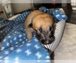 Small Photo #266 Belgian Malinois Puppy For Sale in REESEVILLE, WI, USA