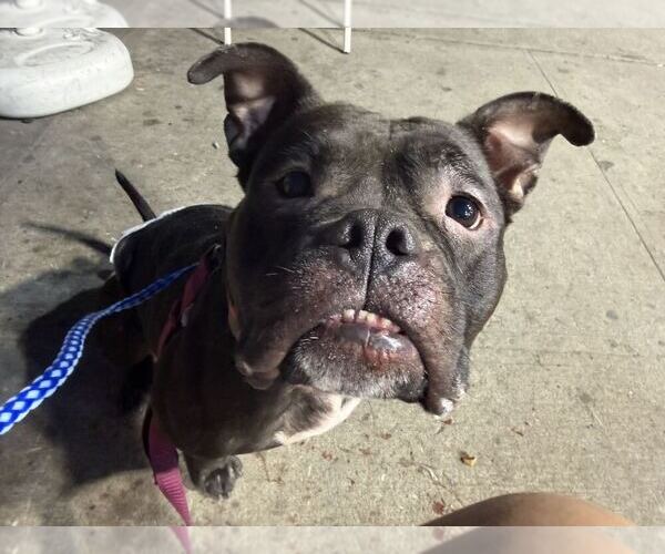 Medium Photo #1 Mutt Puppy For Sale in Elmsford, NY, USA