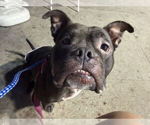 Mutt Dogs for adoption in Elmsford, NY, USA